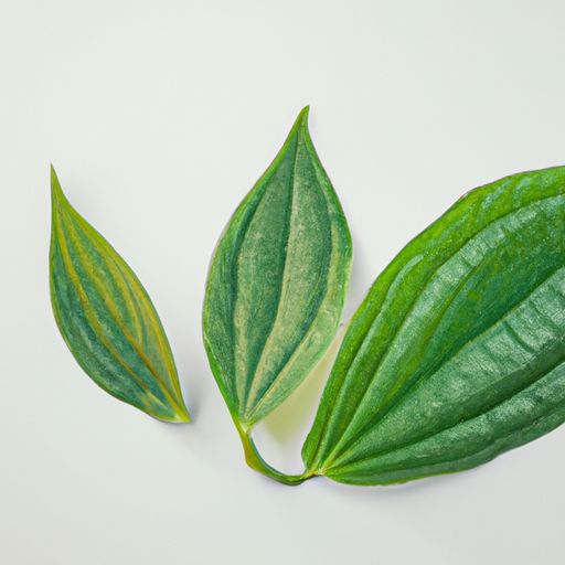 艾叶精油 艾叶精油