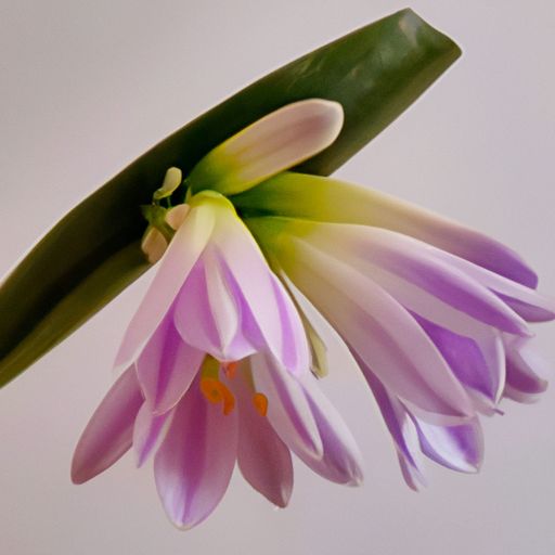 吊兰放哪个位置好