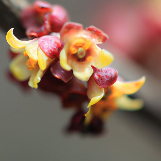 黑檀木与血檀木哪个贵 黑檀木与血檀木哪个贵