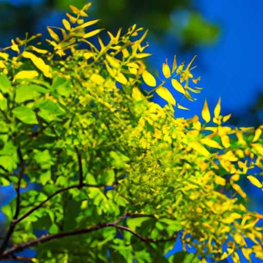 金丝楠木哪个最贵