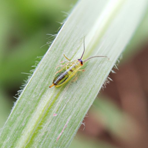 绿菊和蜈蚣草哪个好养 绿菊和蜈蚣草哪个好养
