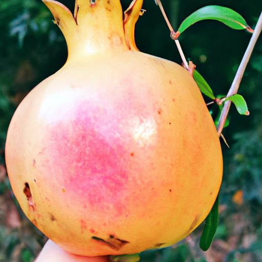 哪个国家石榴出名 哪个国家石榴出名