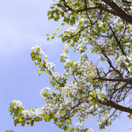 铁线蕨（铁线蕨的养殖方法和注意事项）