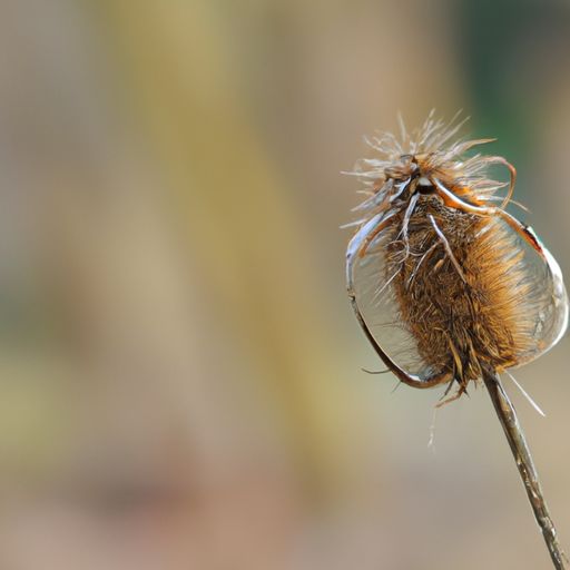 如何选购壁纸？什么样的壁纸更环保？