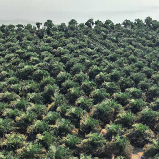 铁树在哪个地方出产