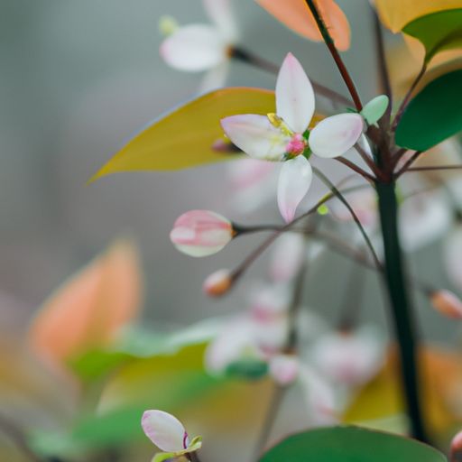 香枝小用是哪个电视