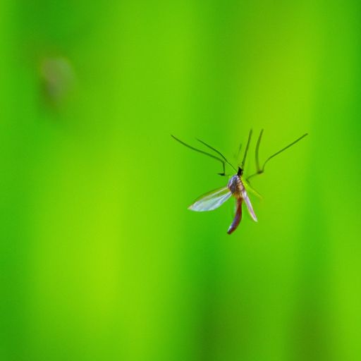 声波驱蚊 声波驱蚊