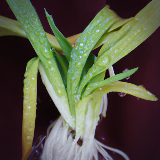 白掌跟绿萝哪个容易养