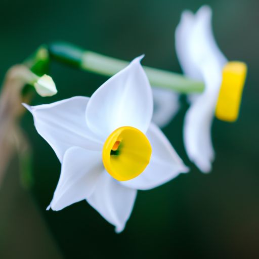 水仙花