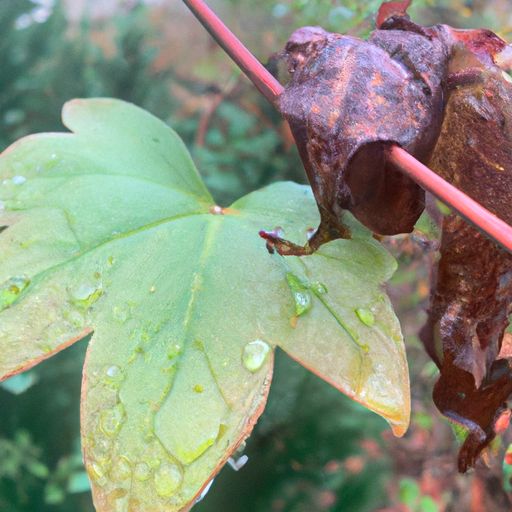 冰藤混纺和纯藤哪个好