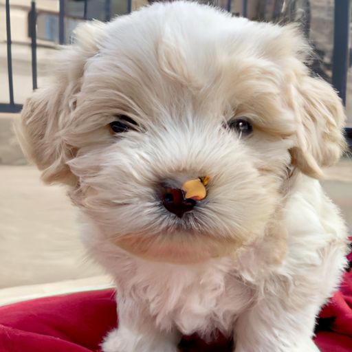 博美犬多少钱一只 博美犬多少钱一只