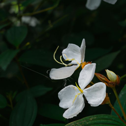 苏铁是什么植物