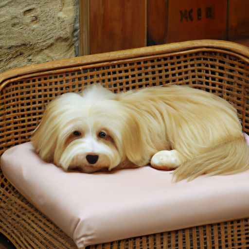 客厅摆放狗哪个位置图