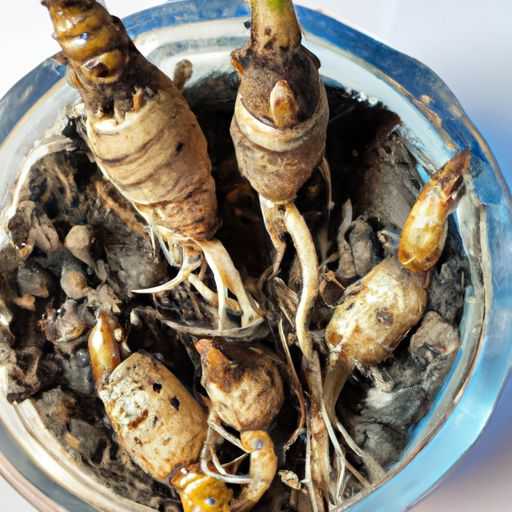 龙骨哪个品种好