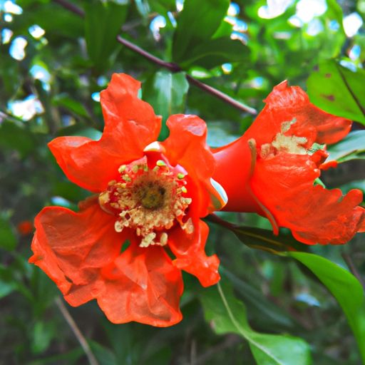 石榴花是哪个季节开的 石榴花是哪个季节开的