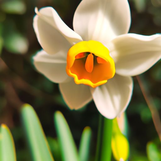 水仙花是在哪个季节开