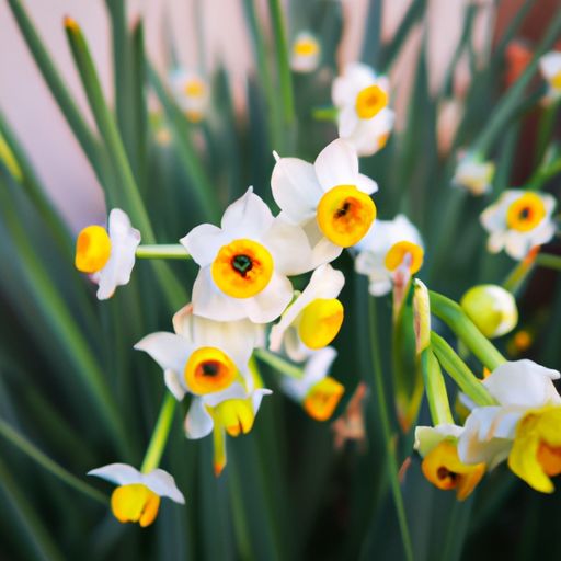 水仙花在哪个季节 水仙花在哪个季节