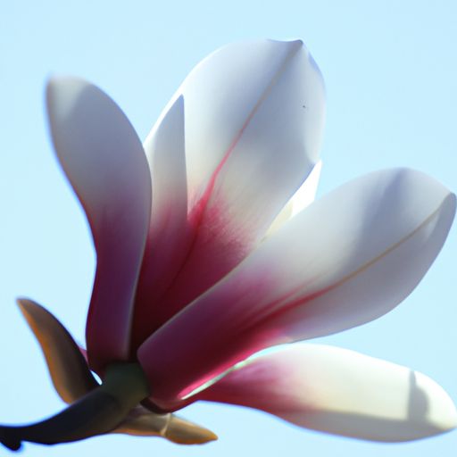 玉兰壁纸哪个系列好