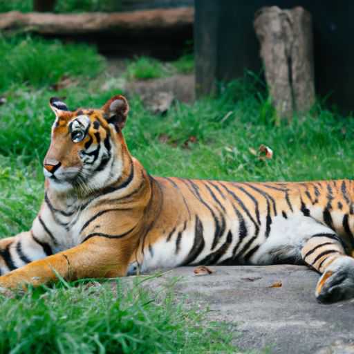 属老虎的跟哪个配 属老虎的跟哪个配