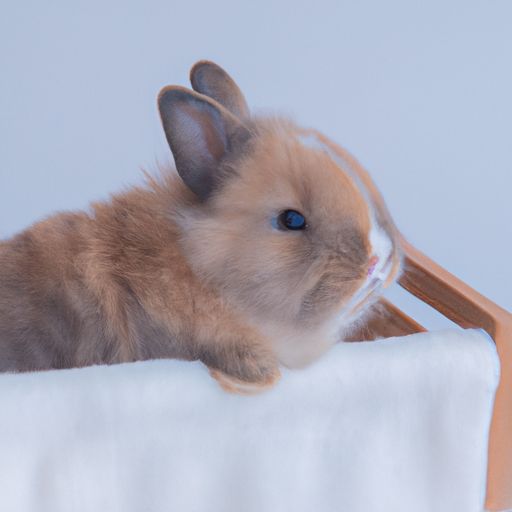 属兔哪个月份好