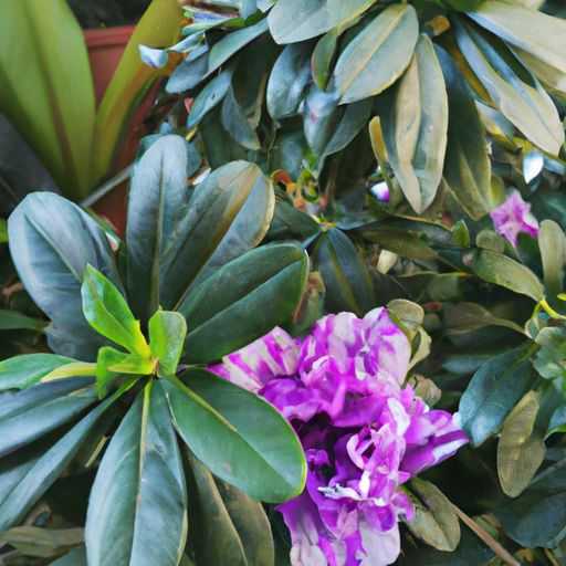 茶花和杜鹃花哪个好养