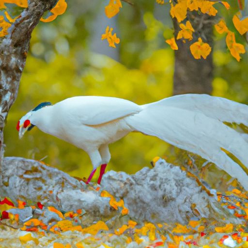 大果紫檀鸡翅木哪个好
