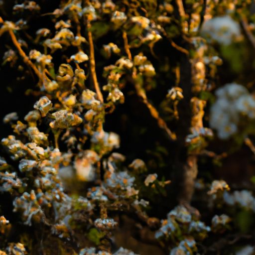 贵州哪个地方有黄花梨