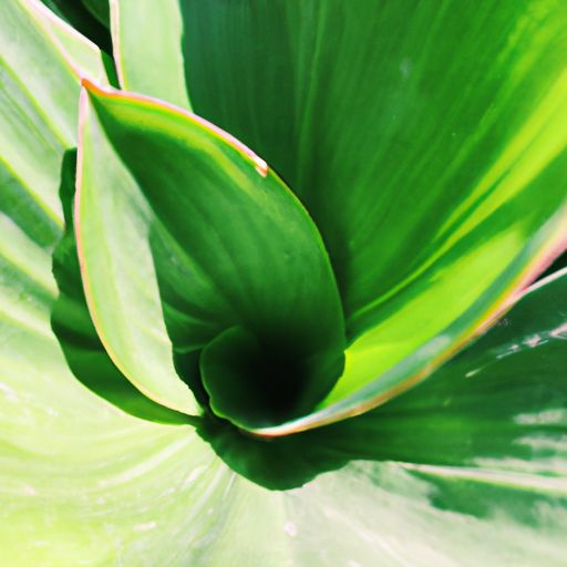 海南哪个植物最贵