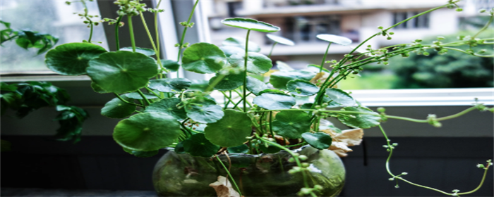 松木家具的味道如何去除