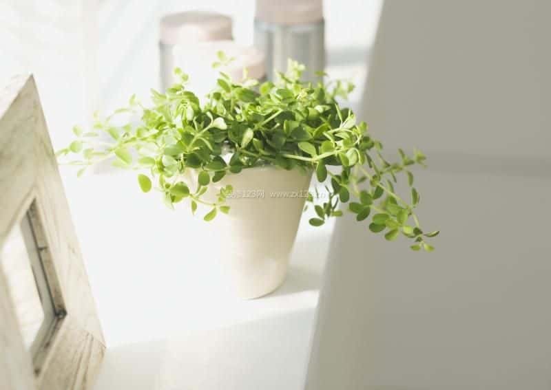 绿色植物